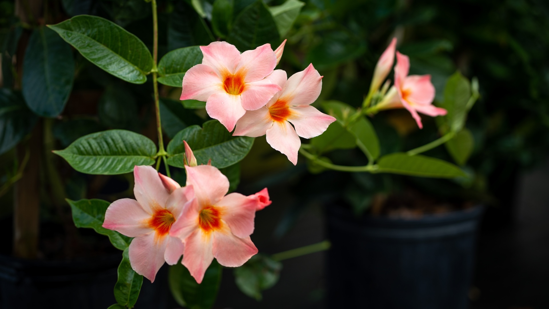 Garden Center Okc Ok Five Stones Nursery Okc Contact Page 06