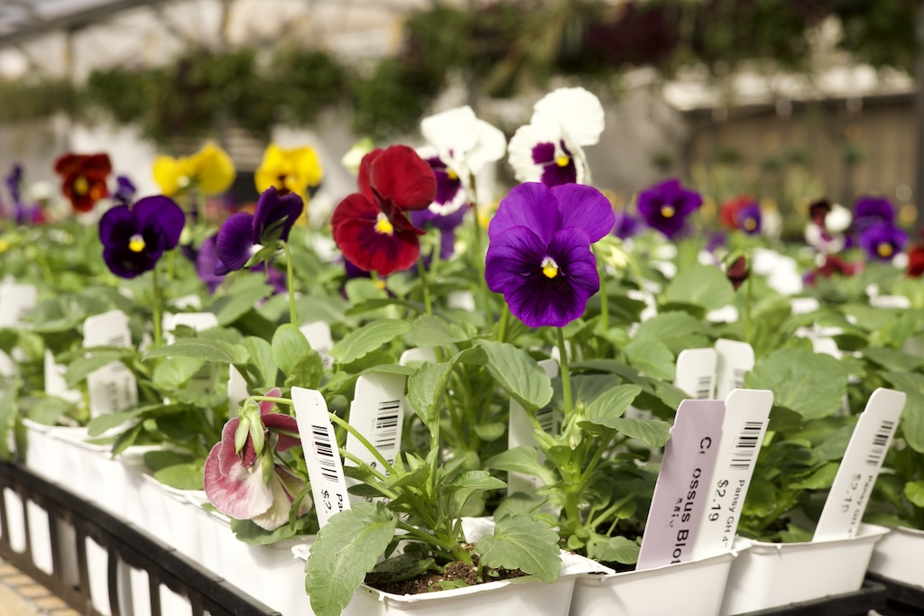 Garden Center Okc Ok Five Stones Nursery Okc Home Page Turn Up The Color 01
